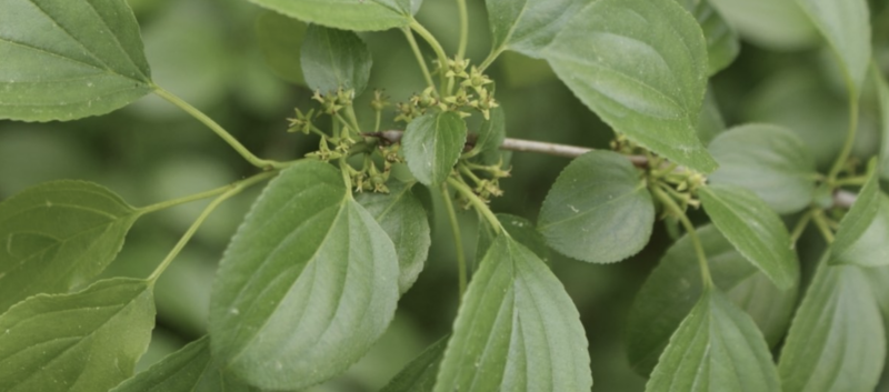Michigan restricts buckthorn, other invasives, as landscapers cry foul
